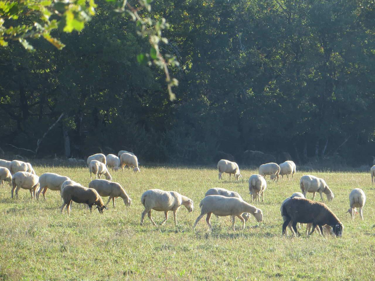 moutons à Biargues