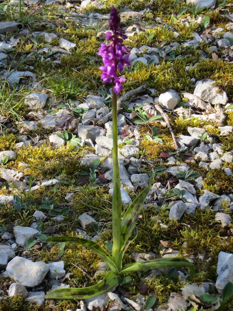 orchidée sur le Causse