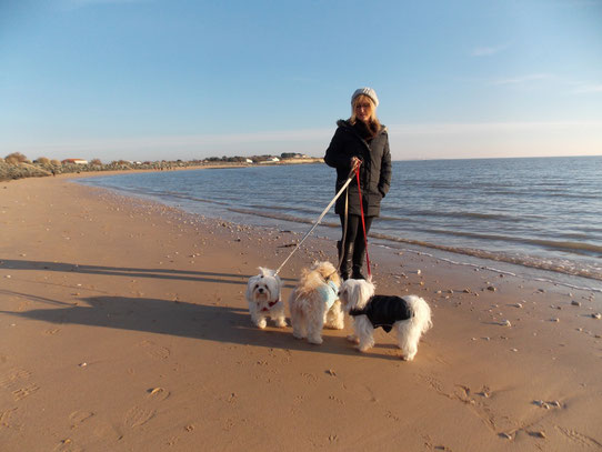 Les Bichons à la plage