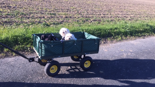 Balade en chariot pour les retraités