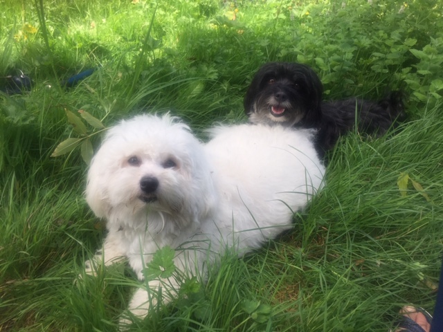 Les Dernieres Informations Elevage Des Trois Erables Bichons Maltais Et Havanais