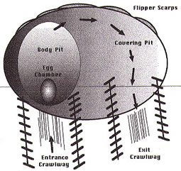 Image: http://www.scistp.org/nests/ethogram.php