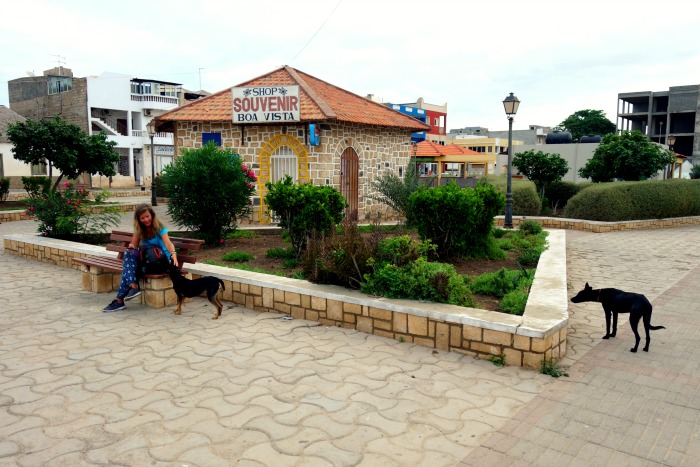 Friendly dogs at the Esplanada in Sal Rei, Boavista