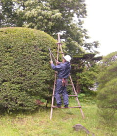 剪定の様子