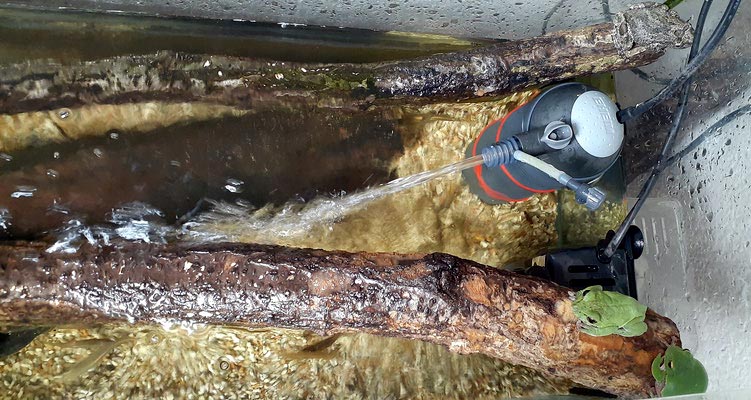 日本淡水魚飼育 Imgrimomgrisnostalgiefantagy ページ 日本淡水魚飼育 Imgrimomgrisnostalgiefantagy ページ