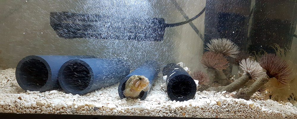 メイルオーダー 海水魚 カサゴ キリンミノカサゴ 7cm 1匹 Shipsctc Org メイルオーダー 海水魚 カサゴ キリンミノカサゴ 7cm 1匹 Shipsctc Org