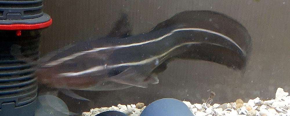 海水魚飼育 Imgrimomgrisnostalgiefantagy ページ