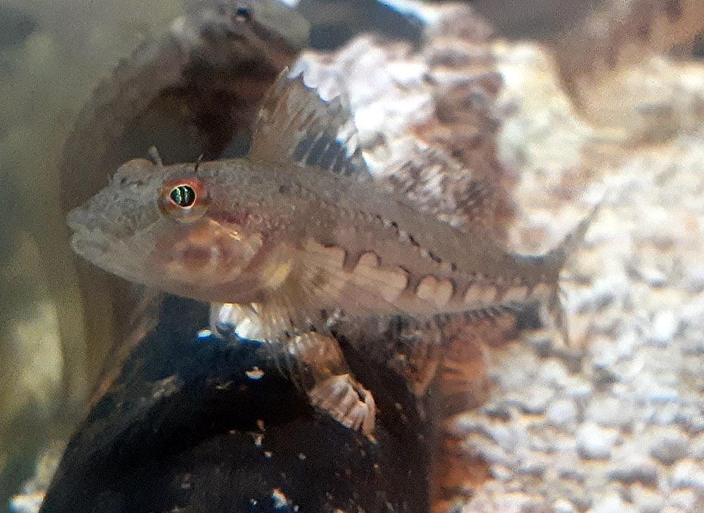 海水魚飼育 Imgrimomgrisnostalgiefantagy ページ 海水魚飼育 Imgrimomgrisnostalgiefantagy ページ