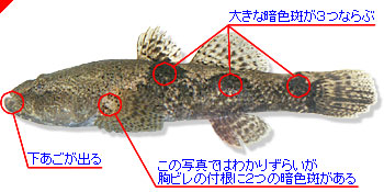 日本淡水魚飼育 Imgrimomgrisnostalgiefantagy ページ