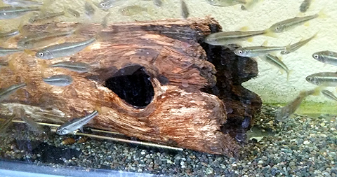 日本淡水魚飼育 Imgrimomgrisnostalgiefantagy ページ 日本淡水魚飼育 Imgrimomgrisnostalgiefantagy ページ