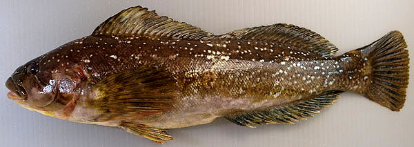 IMGRIMOMGRI'S FISHING in KOBE AKASHI