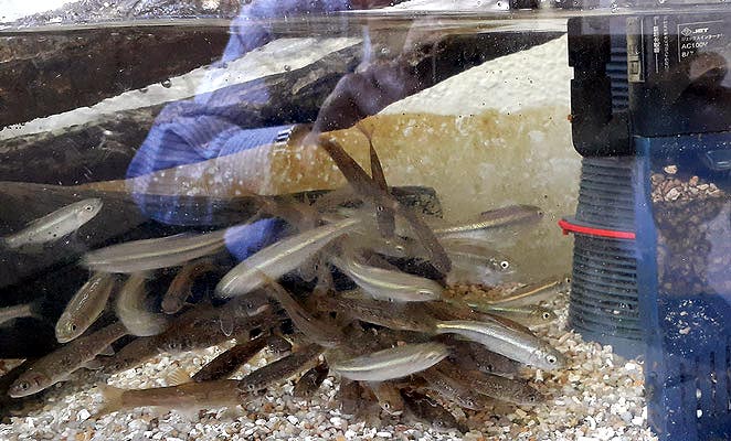日本淡水魚飼育 Imgrimomgrisnostalgiefantagy ページ