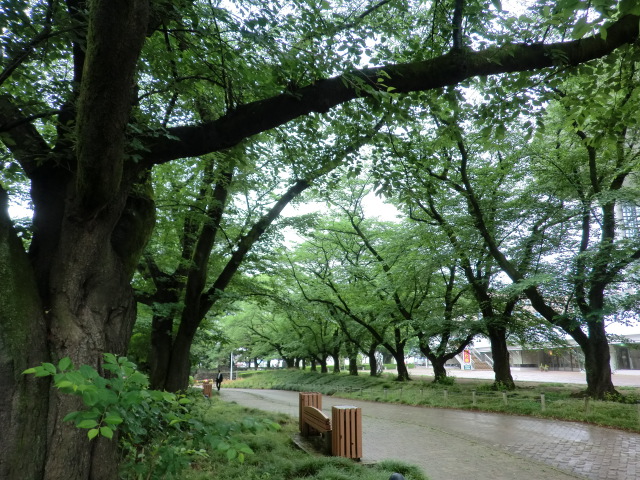 桐生市役所からすぐの遊歩道②