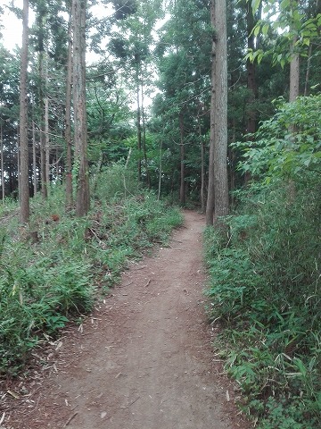 桐生市　吾妻山登山①　まだ平坦な道