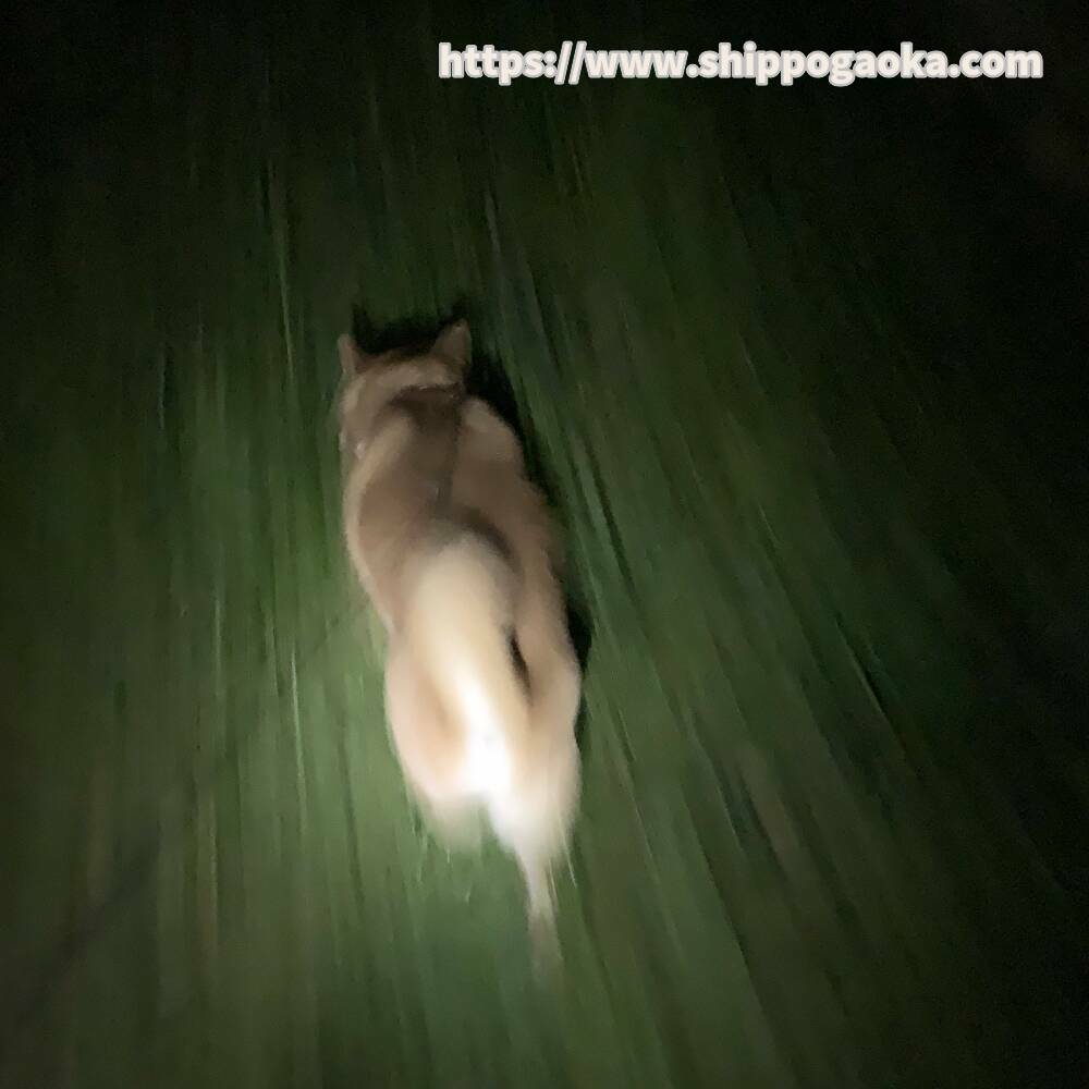夜間の犬の散歩にハンズフリーライトが便利です。