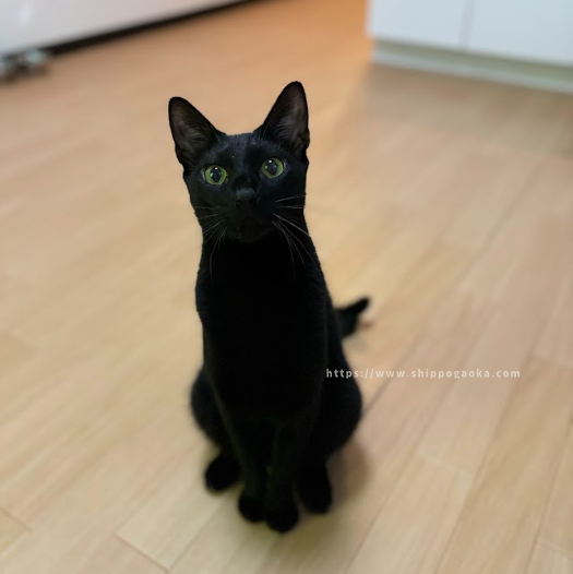 【しっぽヶ丘のお友達】I様のおうちの猫さん