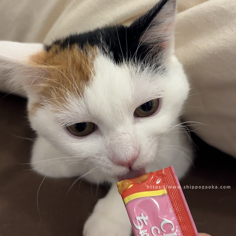 【しっぽヶ丘のお友達】K様のおうちの猫さん