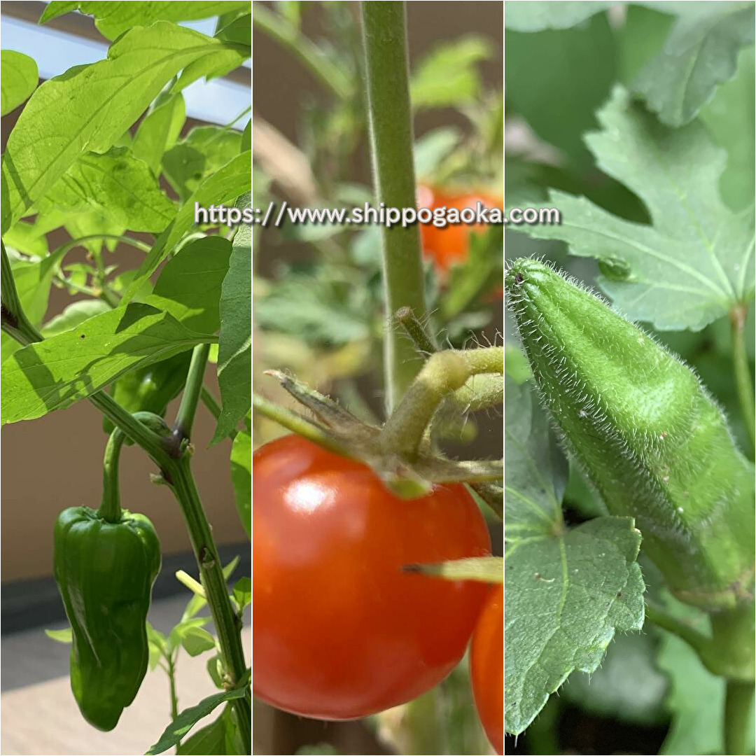 【ベランダ菜園】夏野菜の収穫