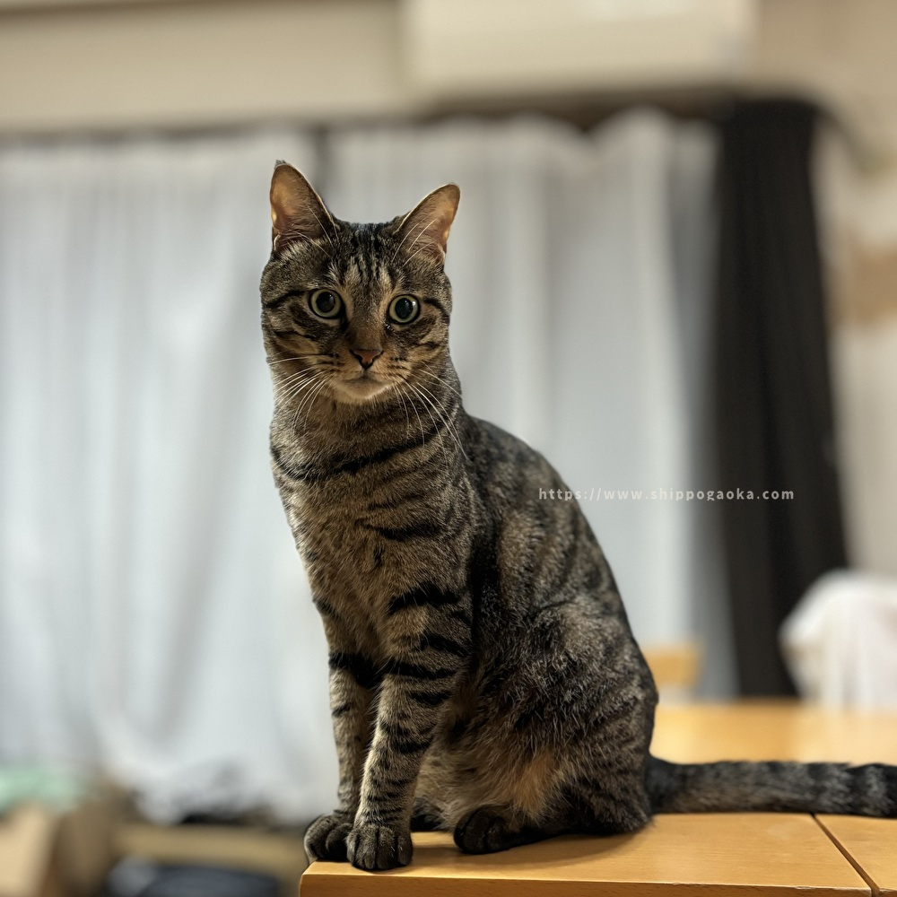 【しっぽヶ丘のお友達】Y様のおうちの猫さん