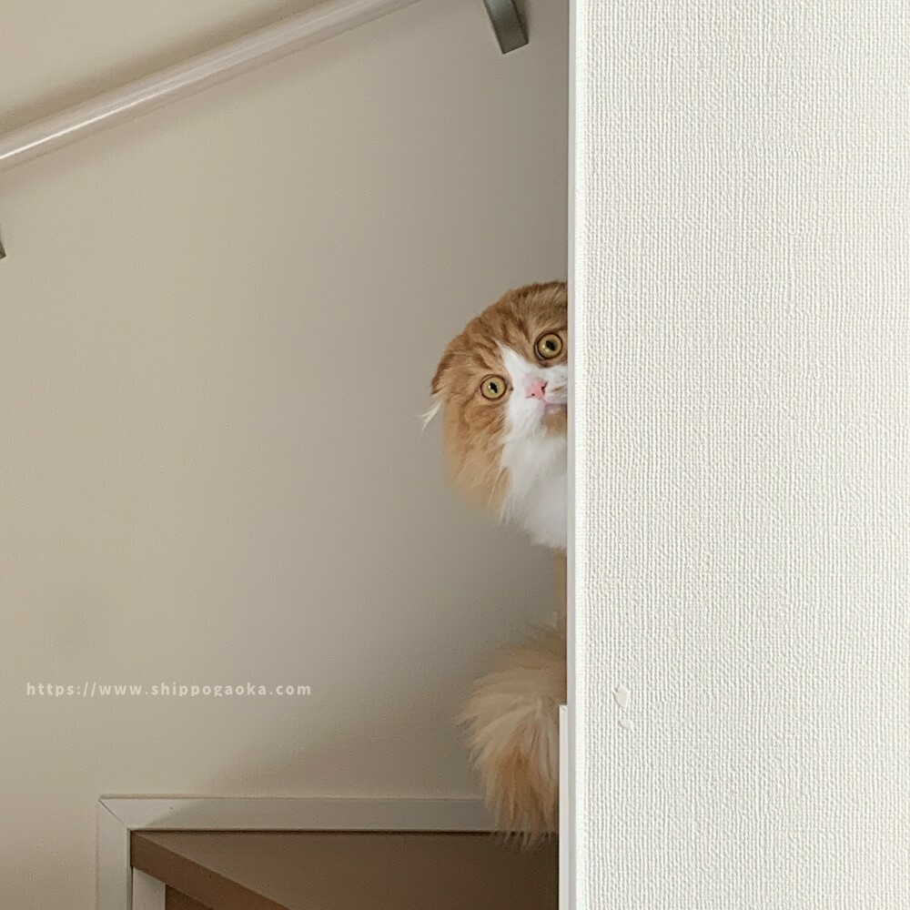 【しっぽヶ丘のお友達】S様のおうちの猫さん