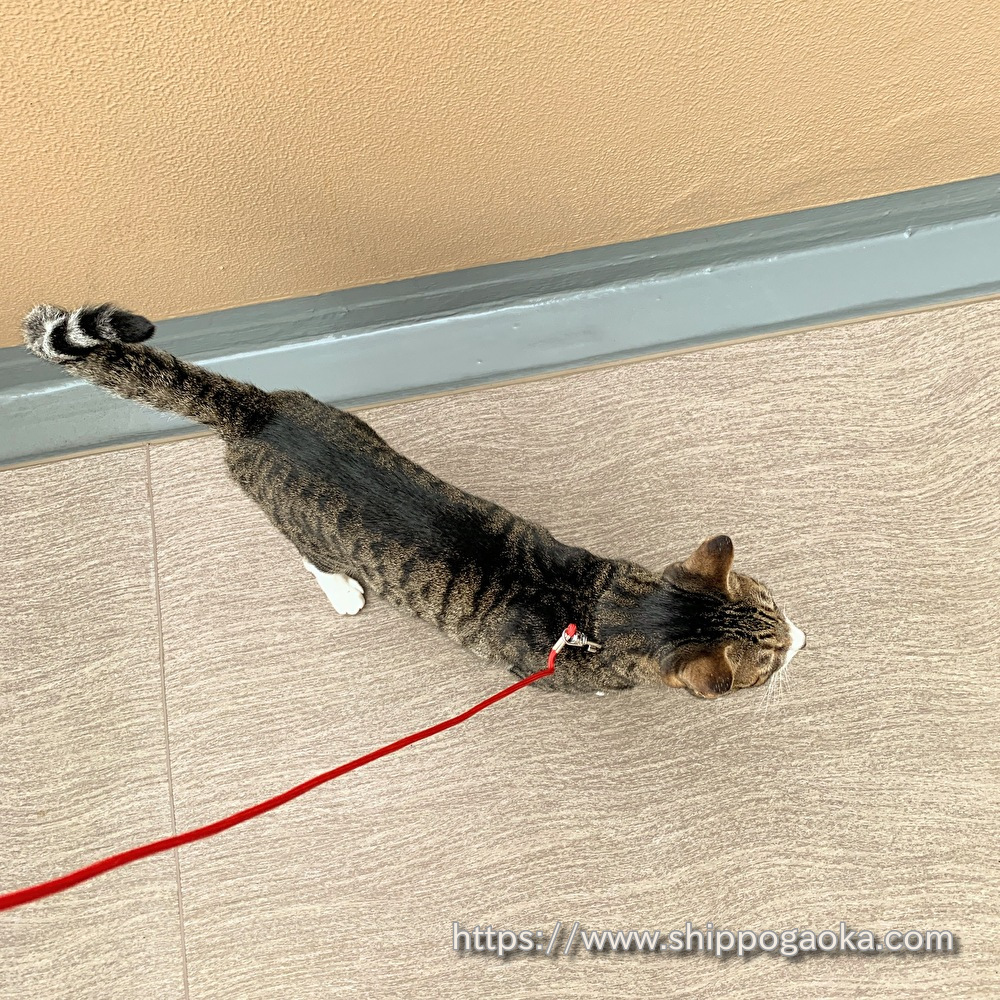 もしもの時の為 わが家の猫に首輪 リードを着ける練習中です ペットシッターしっぽヶ丘 もしもの時の為 わが家の猫に首輪 リードを着ける練習中です ペットシッターしっぽヶ丘