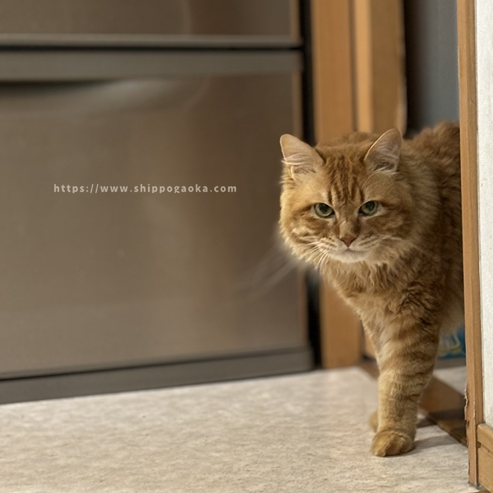 【しっぽヶ丘のお友達】Y様のおうちの猫さん