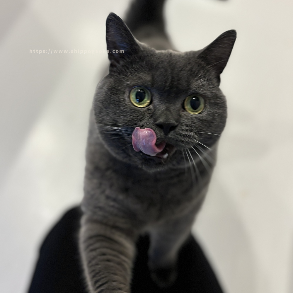 【しっぽヶ丘のお友達】O様のおうちの猫さん
