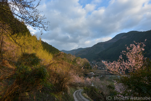 黄色はサンシュユ。びっくり桜もけっこう咲いていました。