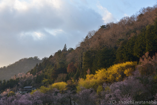 西陽があたり、サンシュユがキラキラ輝きます。この時は桜が引き立て役に。
