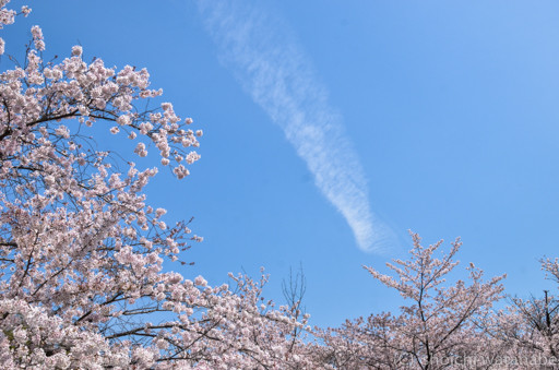 ご覧のとおりの青空で何より。午後からは空が白っぽくなりましたから。