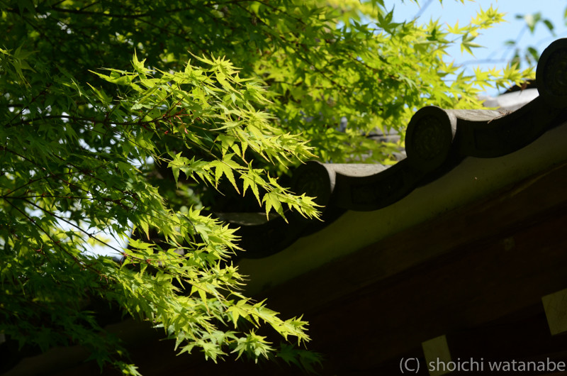 夏の定番写真 緑もみじはやっぱりきれい