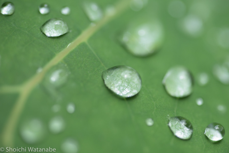 雨の後ということで水滴も良い感じで残っておりました。こちらはタムロンの90mmマクロ。手持ちなので消極的なF値で。1/250s f6.3 ISO200