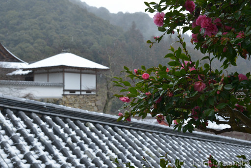 長谷寺 山茶花