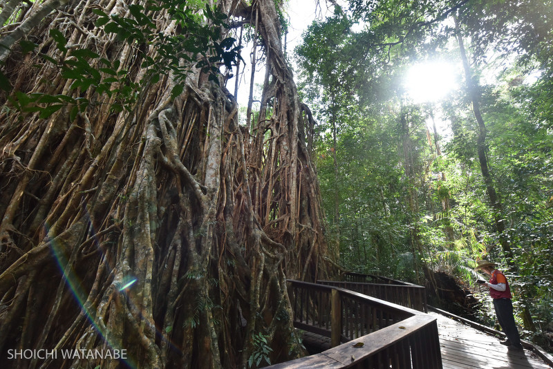 Cathedral Fig 中に入れるようになっているいちじくの大樹です。元あった木をすっかり覆ってしまいました。