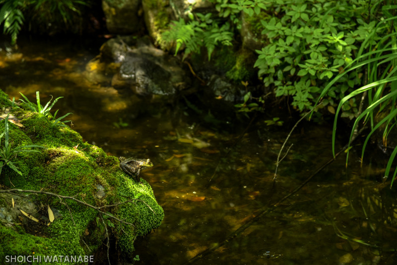 でっかいカエルがいました。 Nikon D810 + AF-S NIKKOR 24-120mm f/4G ED VR