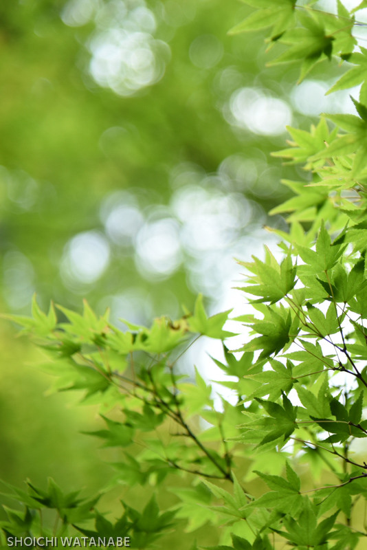 これは望遠の描写。F4開放でもなんとかなる。 Nikon D810 + AF-S NIKKOR 24-120mm f/4G ED VR