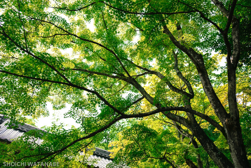 これも秋になったら真っ赤になります。広角がとても効きます。 Nikon D810 + AF-S NIKKOR 24-120mm f/4G ED VR
