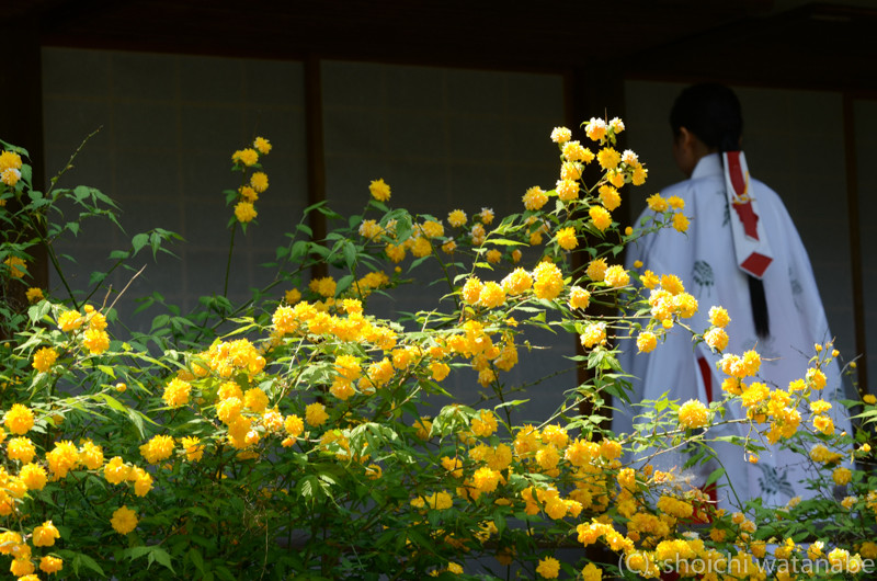 巫女さんと山吹を一緒に。良い感じです。