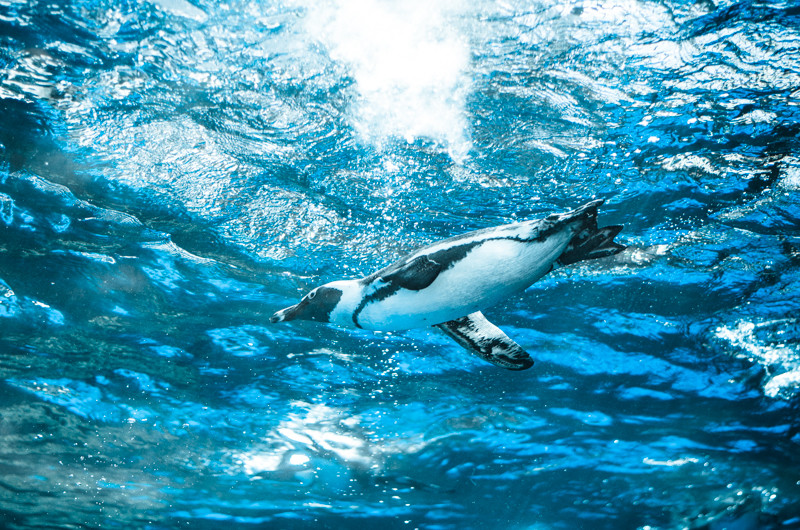 ハイライトのひとつと言えるペンギン水槽。すぐ頭上を飛んでいるような写真が撮れます。晴れていれば光の具合も良いです。