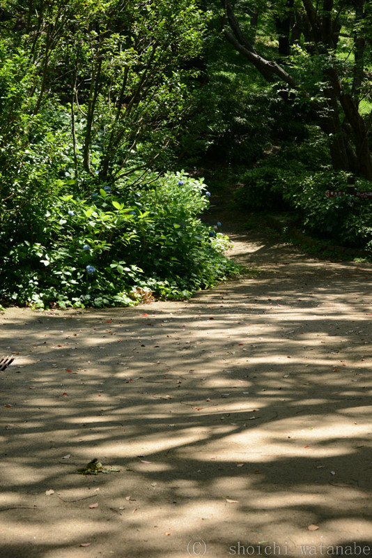 地面に良い影が出ていました。