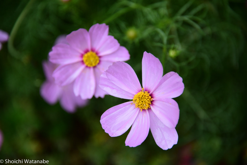 今まではほぼ使うことのなかったピクチャースタイル「ビビッド」 きちんとコスモスの花びらのディテールが残っています。