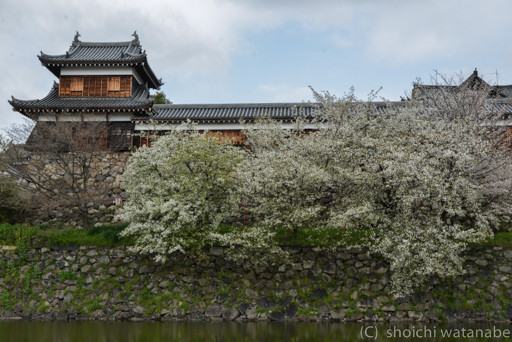 左側のシダレ桜はもう散っていましたので、今日は右側を。