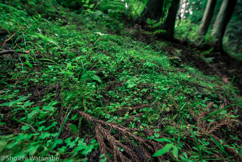 ISO800 14mm f5.6 1/320s 手ブレしないギリギリくらいのシャッタースピード・・・