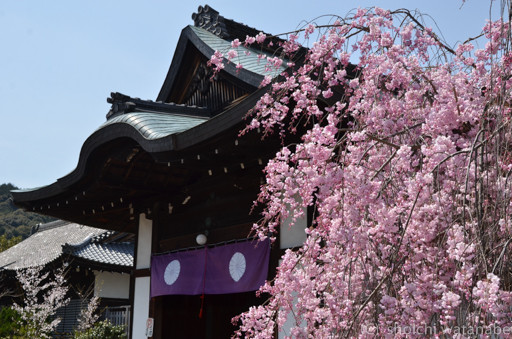 入口部分のしだれ桜がきれいでした。