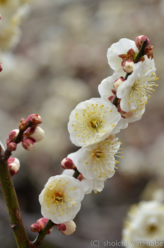 たっぷり花がついていて撮りやすい梅でした。