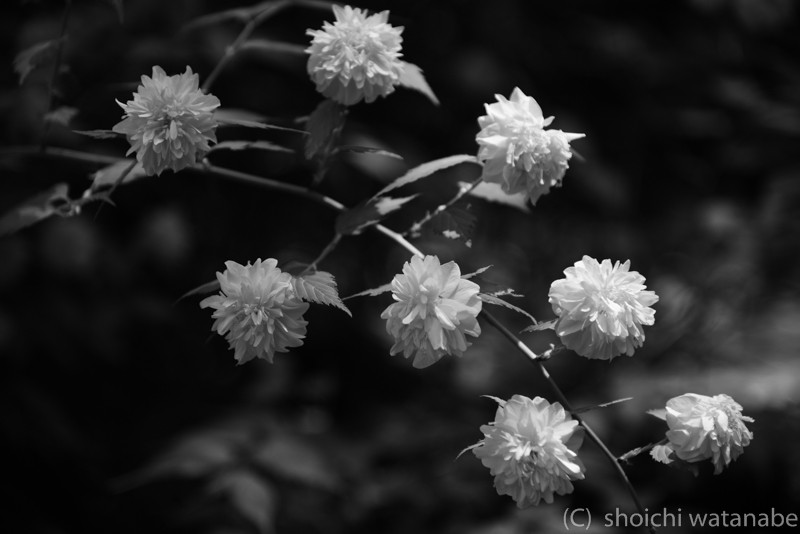 質感をみせるために、モノクロでの描写も最近は増やしています。