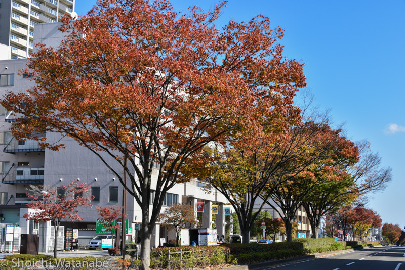 風が吹くと昼でも寒いです。街路樹もいい感じの色に染まっていました。