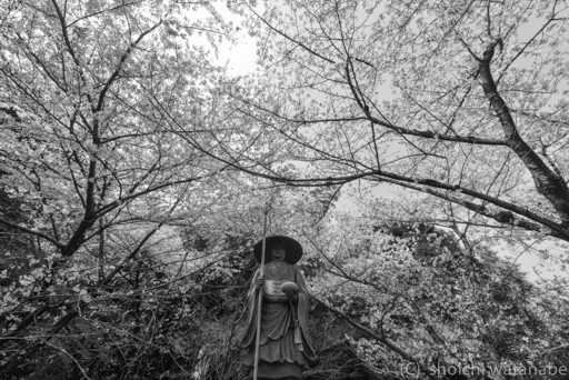 空海さんの頭上にたくさん桜が広がっていました。
