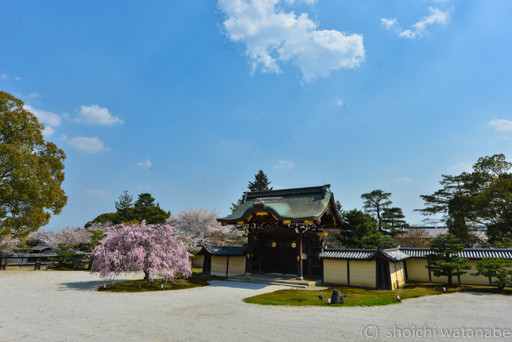 門前にある立派なシダレ桜です。