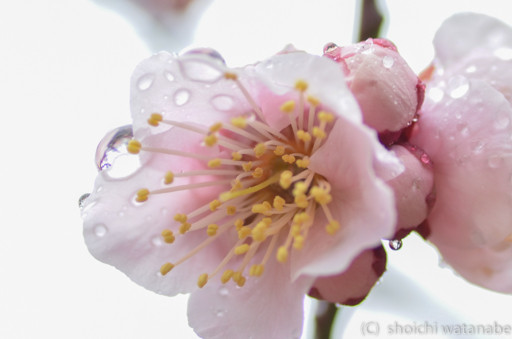 雨ならでは、しっとりショットも撮っておきます